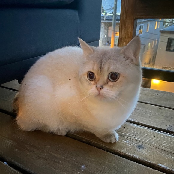 Meet your Posher, Leila - Picture 1 of 1